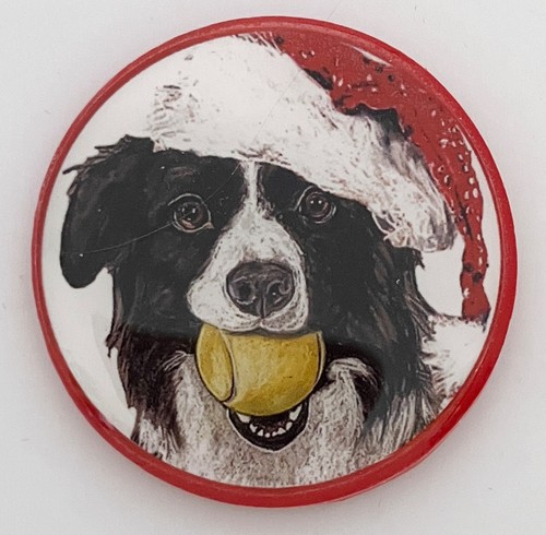 Border collie dog breed - dog,
