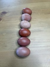 6+ Heavy Bloom Purple Black