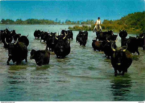 Carte postale animaux - postale,
