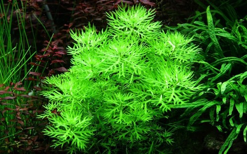 Plante aquarium hottonia - d’aquarium,