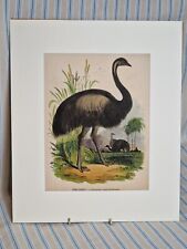 Josiah Wood Whymper 1843 Rare Hand Coloured  Print The Emeu Casuarius New Mount