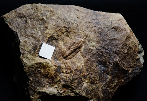 Tres rare fossile trilobite - fossile,