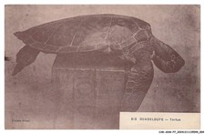 CAR-ADWP7-0405-GUADELOUPE - Turtle