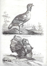 Gravure animalière XIXe par