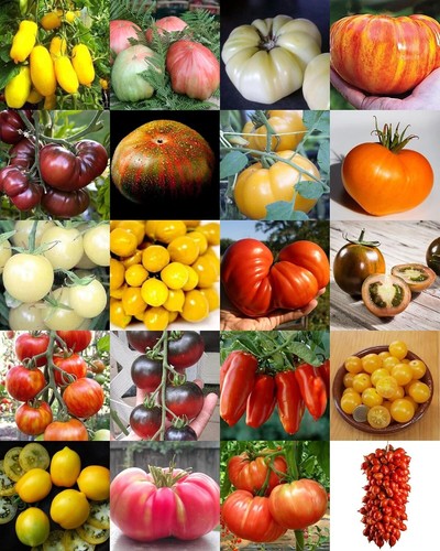 200 graines tomates 20 - 200,