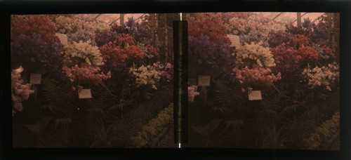 Autochrome stéréo lot - autochrome, x10