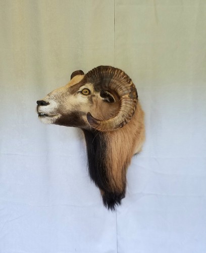 Corsican ram mount - corsican, short