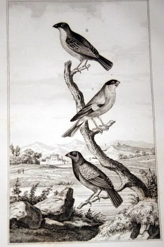 Oiseaux buffon gravure - oiseaux,