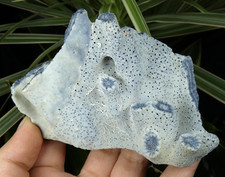 Heliopora Coerulea Corail Bleu