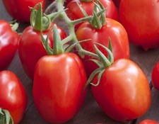 Lot De 25 Graines De Tomates Roma type OLIVETTE Semences Graines Seed