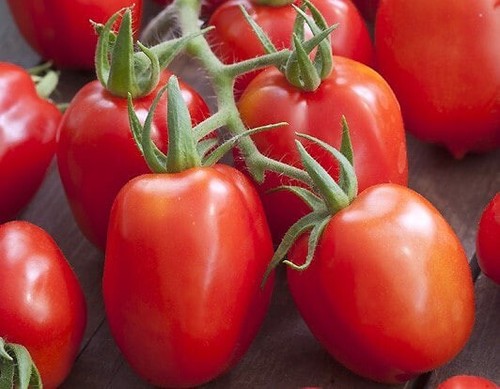 Lot graines de - graines, tomates