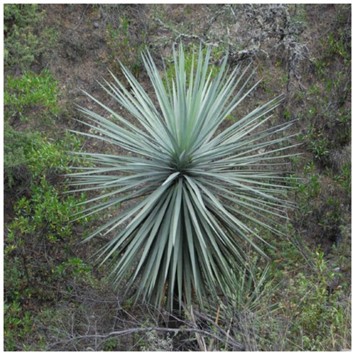 Graines dasylirion lucidum - graines,