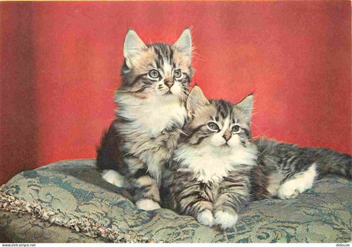 Carte postale animaux - postale,