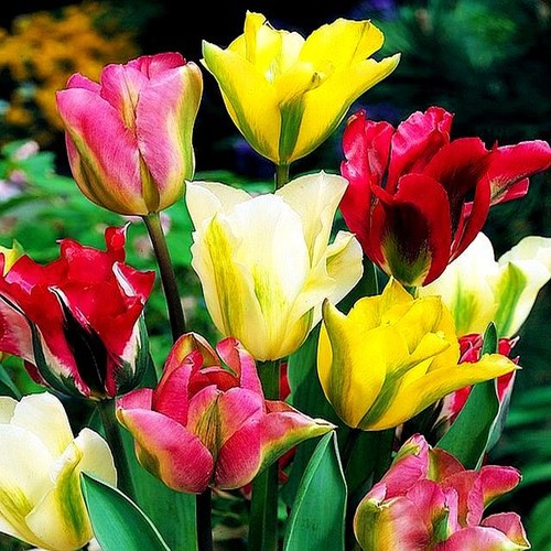 Bulbes tulipes viridiflora - de,
