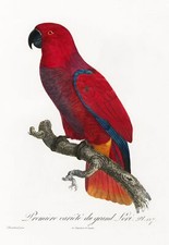 Eclectus Red Parrot from Natural History of Parrot , Vintage Bird Print Poster 