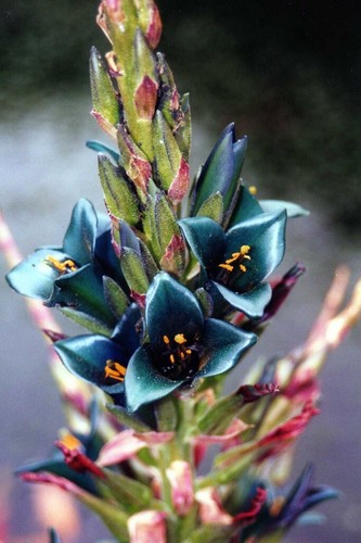 Graines puya alpestris - graines, de