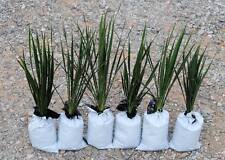 Yucca Plants 6 Large 15-20 inches tall  Landscaping Flowers White ADAMS NEEDLE