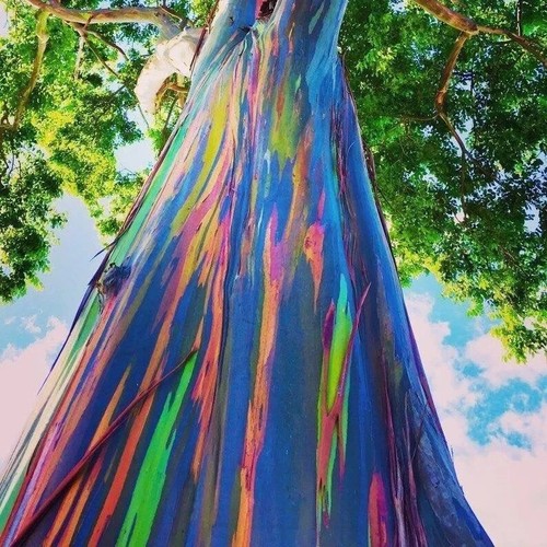Graines eucalyptus - 25,
