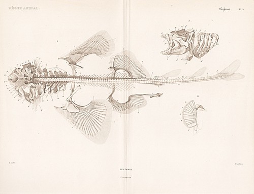 Poisson squelette anatomie - poisson,