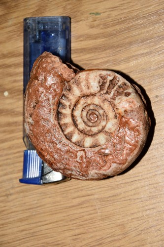 Grande ammonite xenoceltites - ammonite,