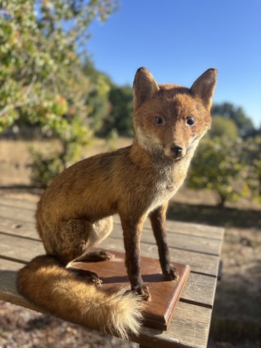 Renard empaillé sur - , socle