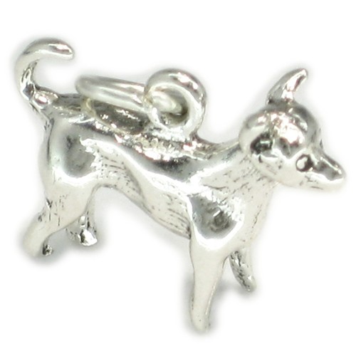Chihuahua chien argent - chihuahua,