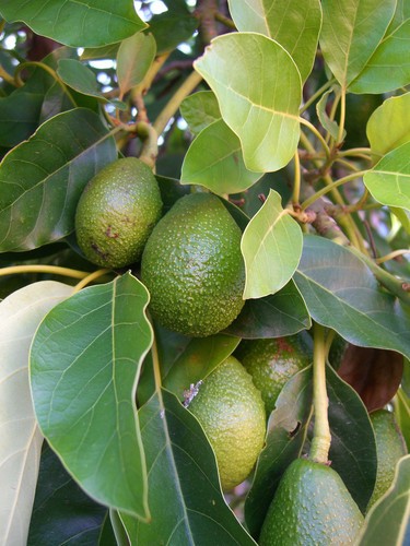 Huile avocat bio vierge pure - bio,