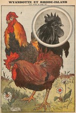 BASSE-COUR / LES POULES