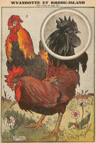 Basse cour les poules - /,