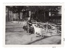 G1681 Homme sur moto Puch avec chèvre. Allemagne 1964. Photo argentique