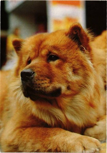 Cpm chow chien - chow,