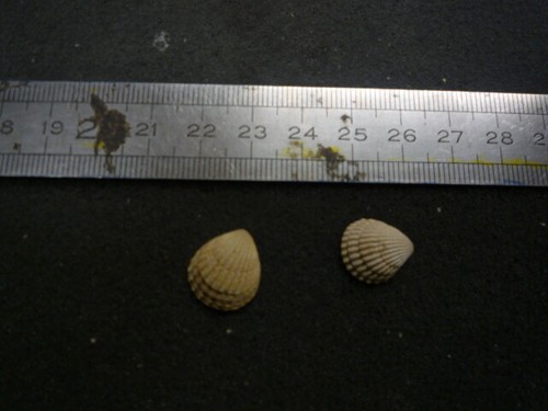 097 cardita sulcata - b,