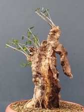 Bonsaï olivier 47 x 18 cm en