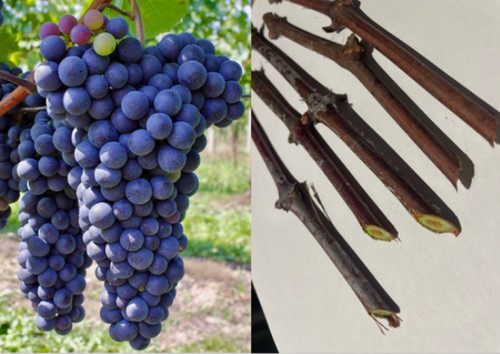 Boutures vigne baco noir - boutures,