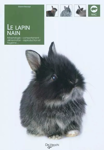 Lapin nain morphologie - le, nain: