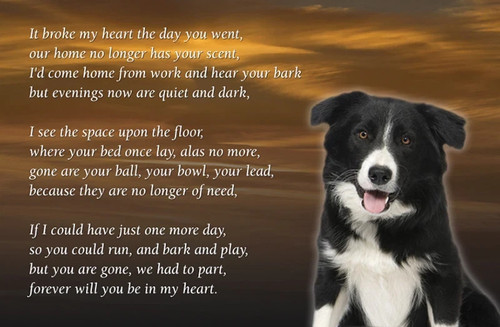 Border collie dog - ,