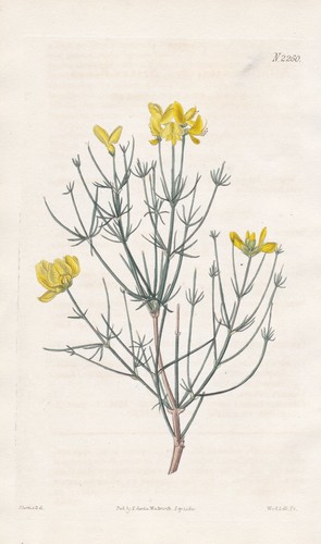 Spartium radiatum ginster - spartium,