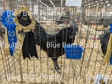 6 Pure Ayam Cemani Black