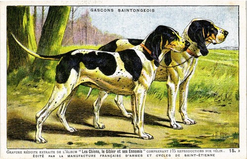 Dogs pair of gascons - dogs,,