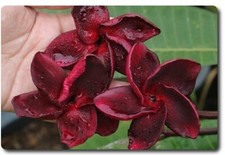 Rare Plumeria Black Fire frangipani- 1 cutting- imported