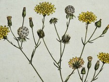 Antique Botanical Print HAWKSBEARD CREPIS TECTORUM Curtis Flora Londinensis 1777