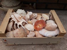 Gros lot de Coquillages