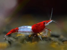 Lot de 10 Crevettes Red Rili Blue Body Aquarium Poissons Plantes