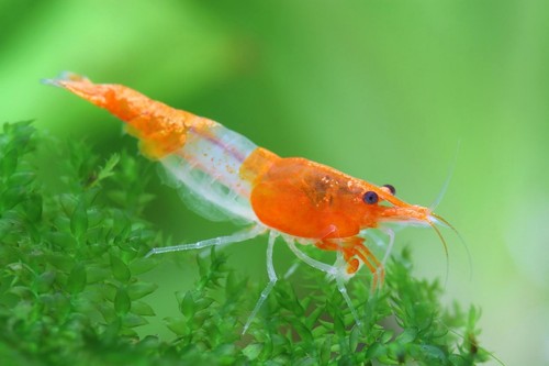 Crevettes caridines rilli - 12,