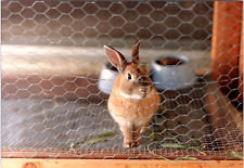 1980s Found Photo - Close Up Shot of A Pretty Little Bunny Rabbit Inside A Cage