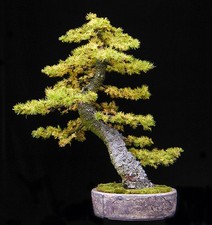 Japanese Larch, Larix