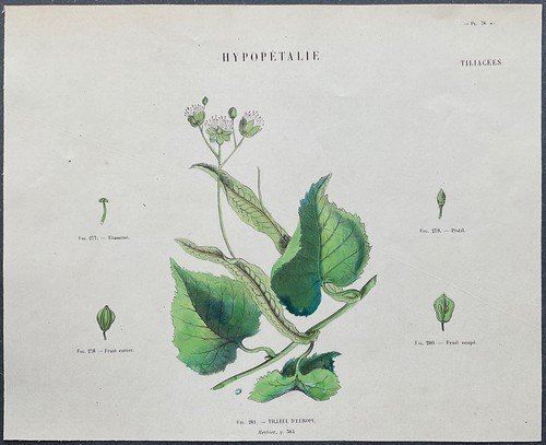 Herbier tilleul europe - herbier, d'europe