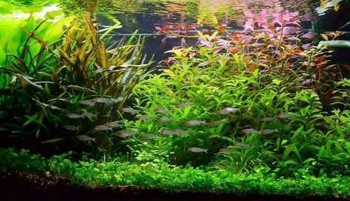 Lot plantes spécial - spécial, poisson