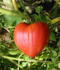 50 Graines de Tomates Coeur De Boeuf non traitées Rouge 