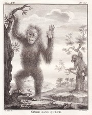 Singe Sans Queue Affe Affen